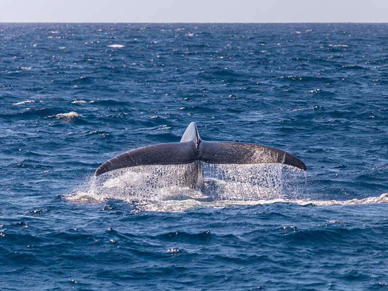 blue whale off the coast of newport beach