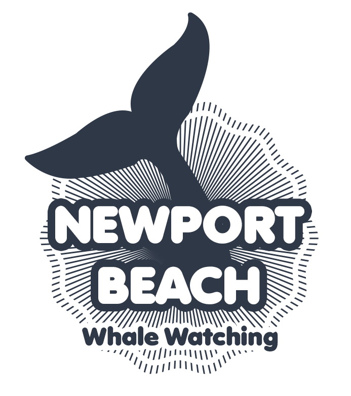 Newport Beach Whale Watching in Southern California